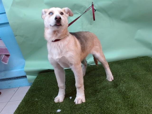 WYNTER - Siberian Husky / German Shepherd Dog available for adoption