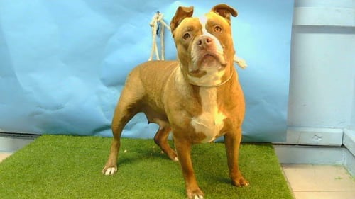 EMMA - Staffordshire Bull Terrier available for adoption