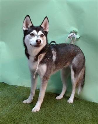 CHLOE - Alaskan Klee Kai available for adoption