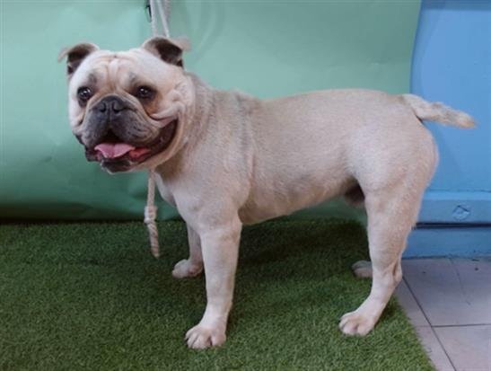 COSTCO - English Bulldog available for adoption