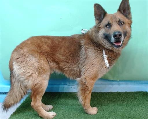 ROCKI - German Shepherd Dog available for adoption