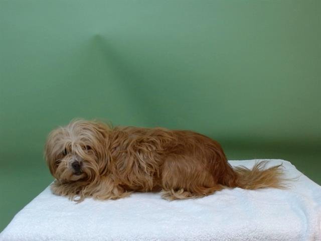 A5743619 - Havanese available for adoption
