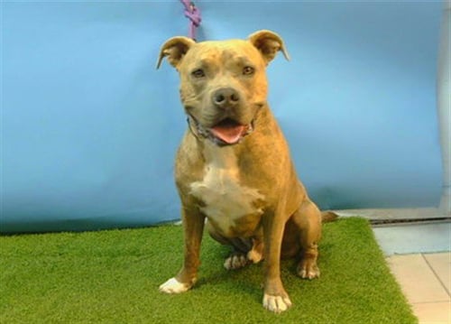 ZIGGY - Pit Bull Terrier for adoption in Torrance