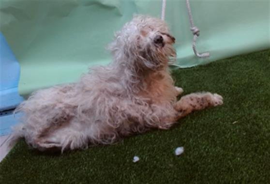 BELLA - Maltese / Poodle (Miniature) available for adoption