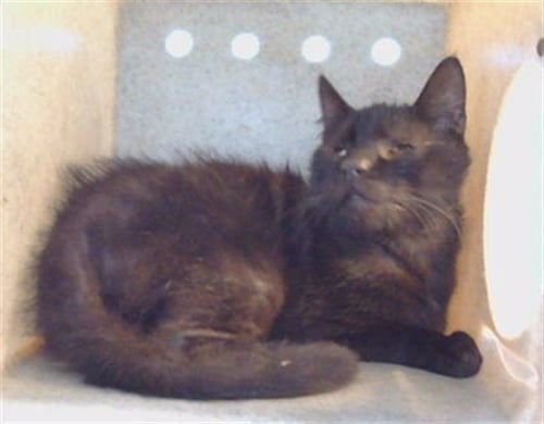 A5807162 - Domestic Short Hair available for adoption