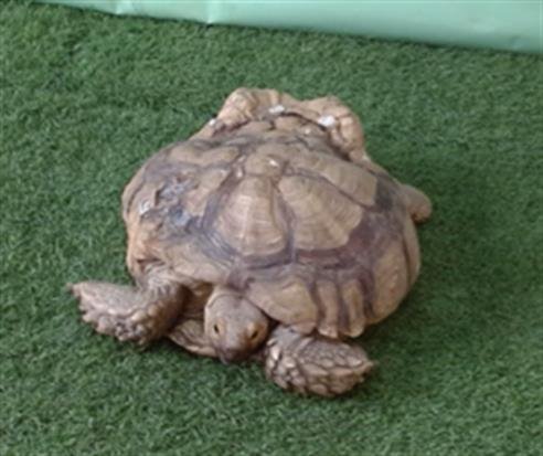 A5755108 - Tortoise available for adoption