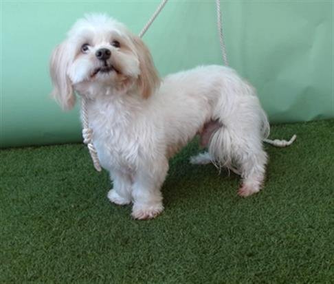 ERL - Lhasa Apso available for adoption