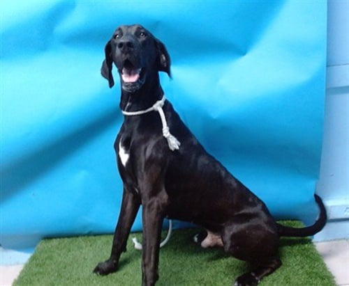 JET - Great Dane for adoption in Torrance