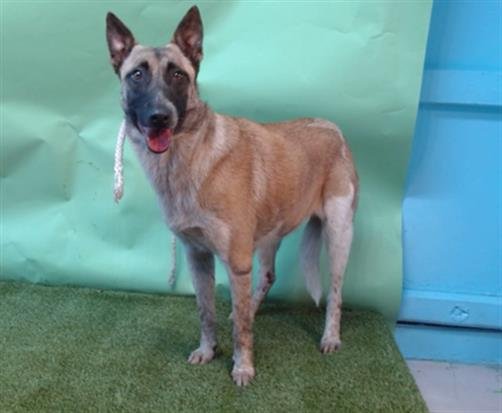 TYRA - Belgian Shepherd Malinois / Australian Cattle Dog/Blue Heeler available for adoption