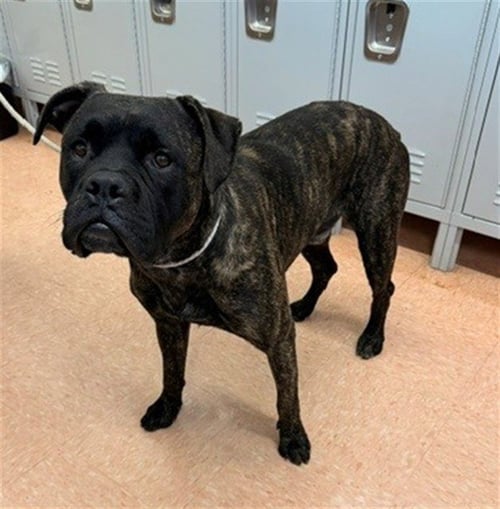 A5793961 - Boxer / Cane Corso Mastiff available for adoption