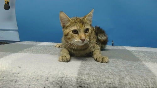 ROSIE - Domestic Short Hair available for adoption