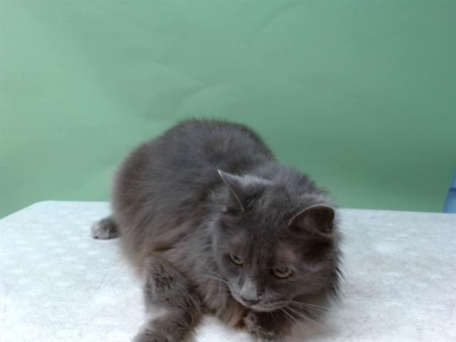ASHES - Domestic Long Hair available for adoption