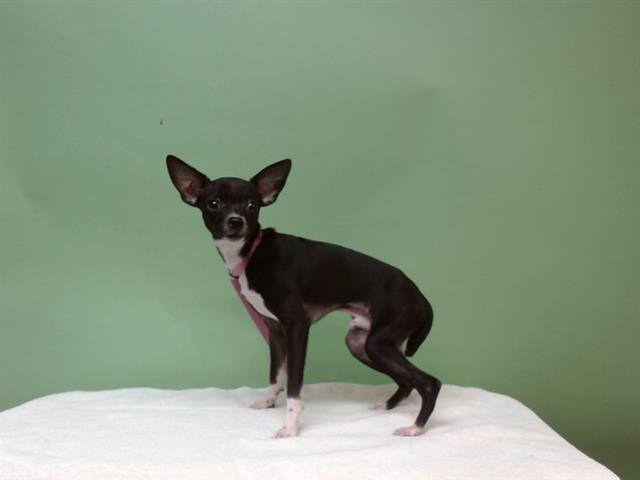 A5753467 - Chihuahua available for adoption