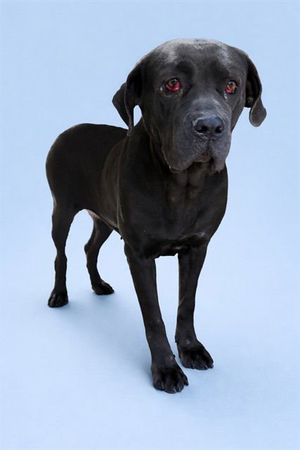 LADY GRACE - Cane Corso Mastiff available for adoption