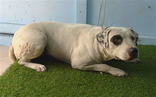 ALFIE - Pit Bull Terrier available for adoption