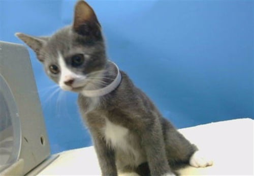 A5797056 - Domestic Short Hair available for adoption