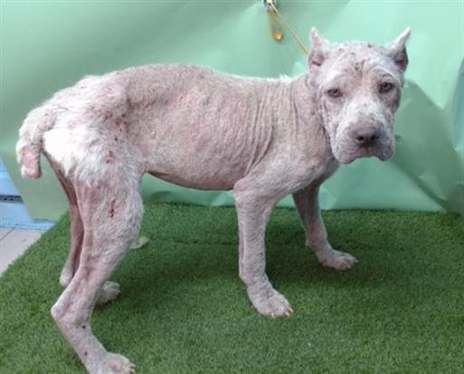 DIAMOND - Cane Corso Mastiff available for adoption