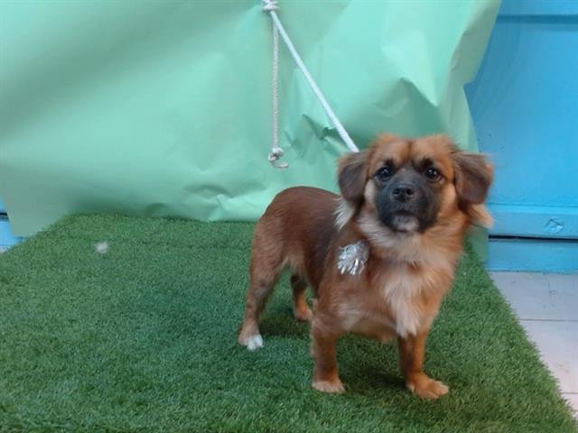 A5746756 - Pekingese available for adoption