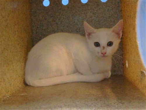A5790870 - Domestic Short Hair available for adoption