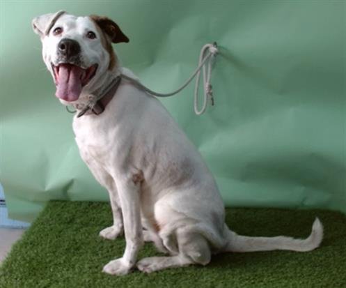 MISTY - Labrador Retriever available for adoption