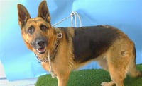 SHEBA - Photo 1