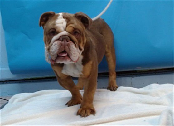 BROWNIE - Bulldog available for adoption