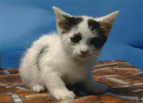 HARLEY - Domestic Short Hair available for adoption