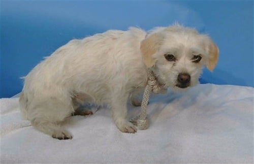 LYLA - Terrier available for adoption