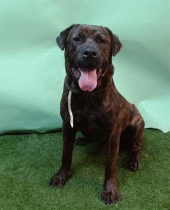 SEVEN - Cane Corso Mastiff available for adoption