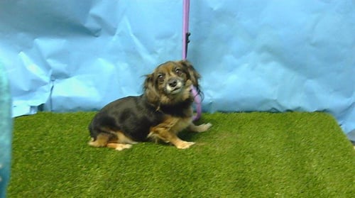 TIA - Dachshund / Yorkshire Terrier Yorkie available for adoption