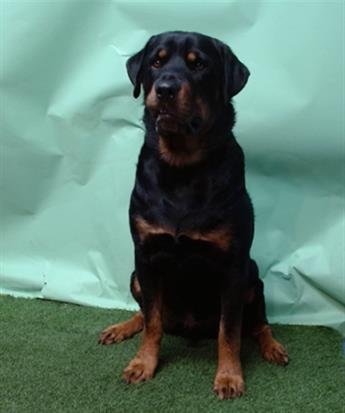 ROCKY - Rottweiler available for adoption
