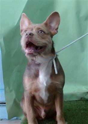 SCOOBY - French Bulldog available for adoption