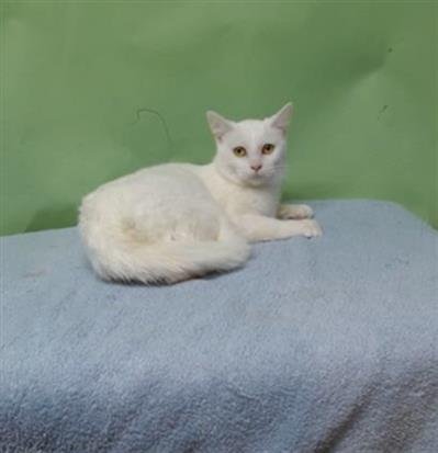 CAMELLIA - Domestic Short Hair available for adoption