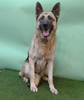 A5750270 - German Shepherd Dog available for adoption