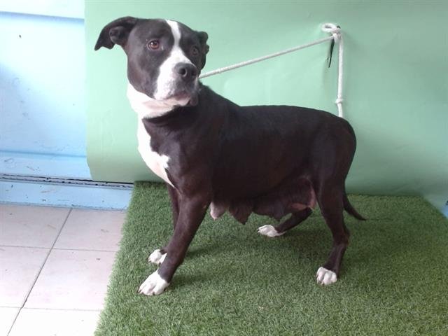 DALIA - Pit Bull Terrier available for adoption