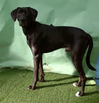 KNIGHT - Great Dane available for adoption