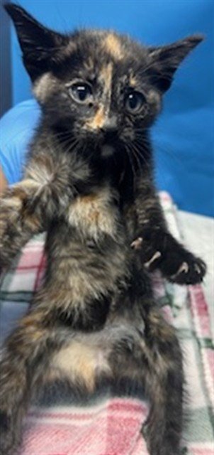 GINA Image