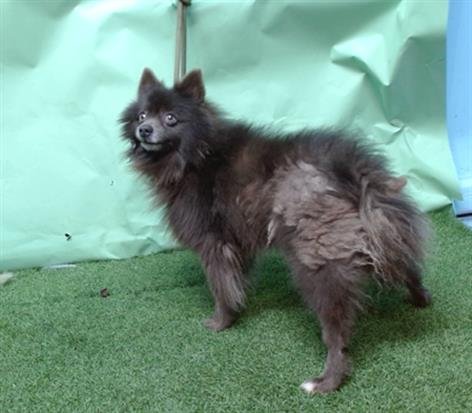 PANTHER - Pomeranian available for adoption