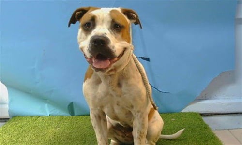 BELLA - American Bulldog available for adoption