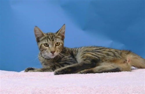 A5787706 - Domestic Short Hair for adoption in Torrance