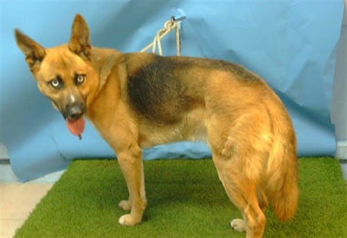 ROCCO - German Shepherd Dog / Siberian Husky available for adoption