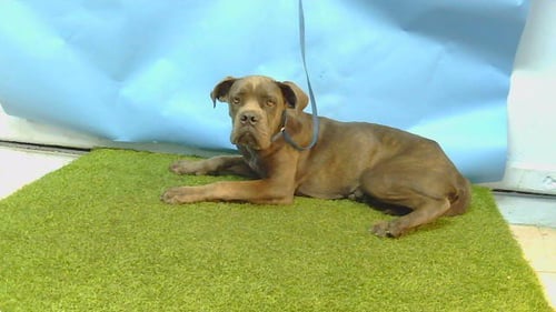 TULIP - Cane Corso Mastiff available for adoption