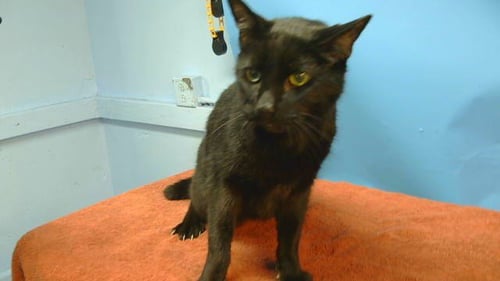 A5806894 - Domestic Short Hair available for adoption