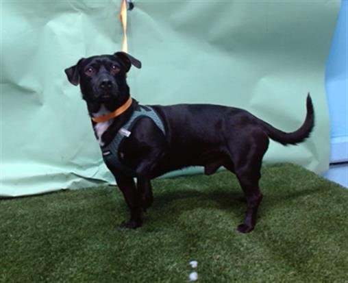 A5756218 - Chihuahua / Dachshund available for adoption