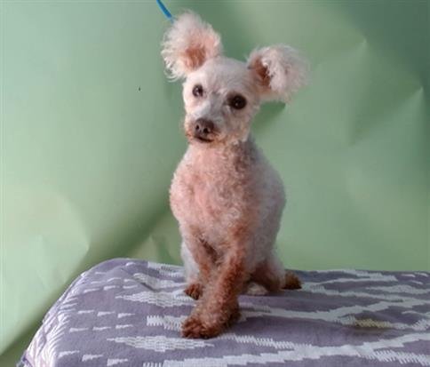 CHLOE - Maltese available for adoption