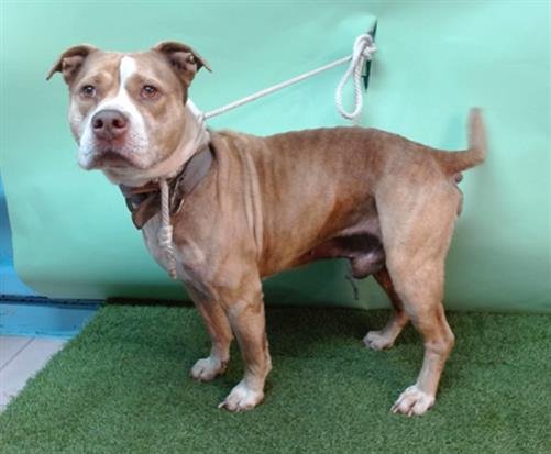 A5750930 - Pit Bull Terrier available for adoption