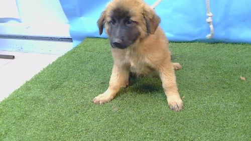 A5796959 - German Shepherd Dog / Belgian Shepherd Malinois available for adoption