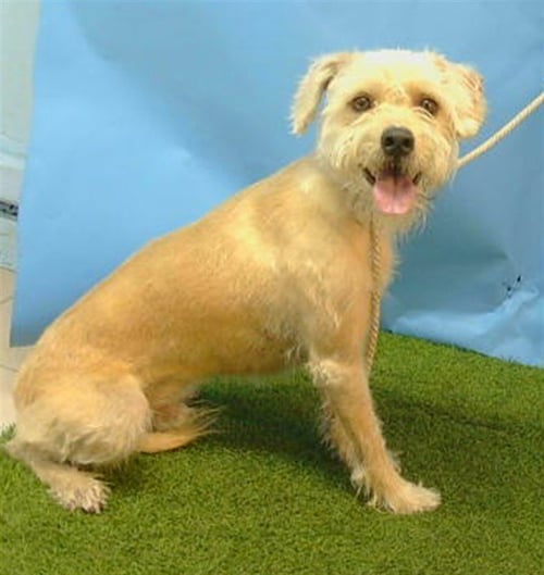 ROCKY - Terrier available for adoption