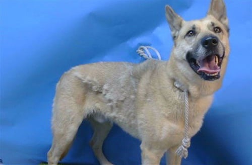 BLACKY - German Shepherd Dog for adoption in Torrance