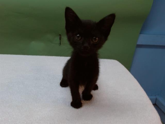 A5743373 - Domestic Short Hair available for adoption